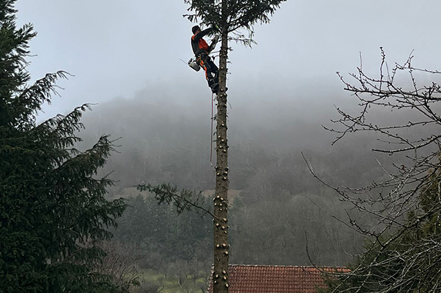 Baumfällung mit Seilklettertechnik
